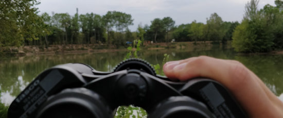 3 spots pour observer les oiseaux dans le Médoc